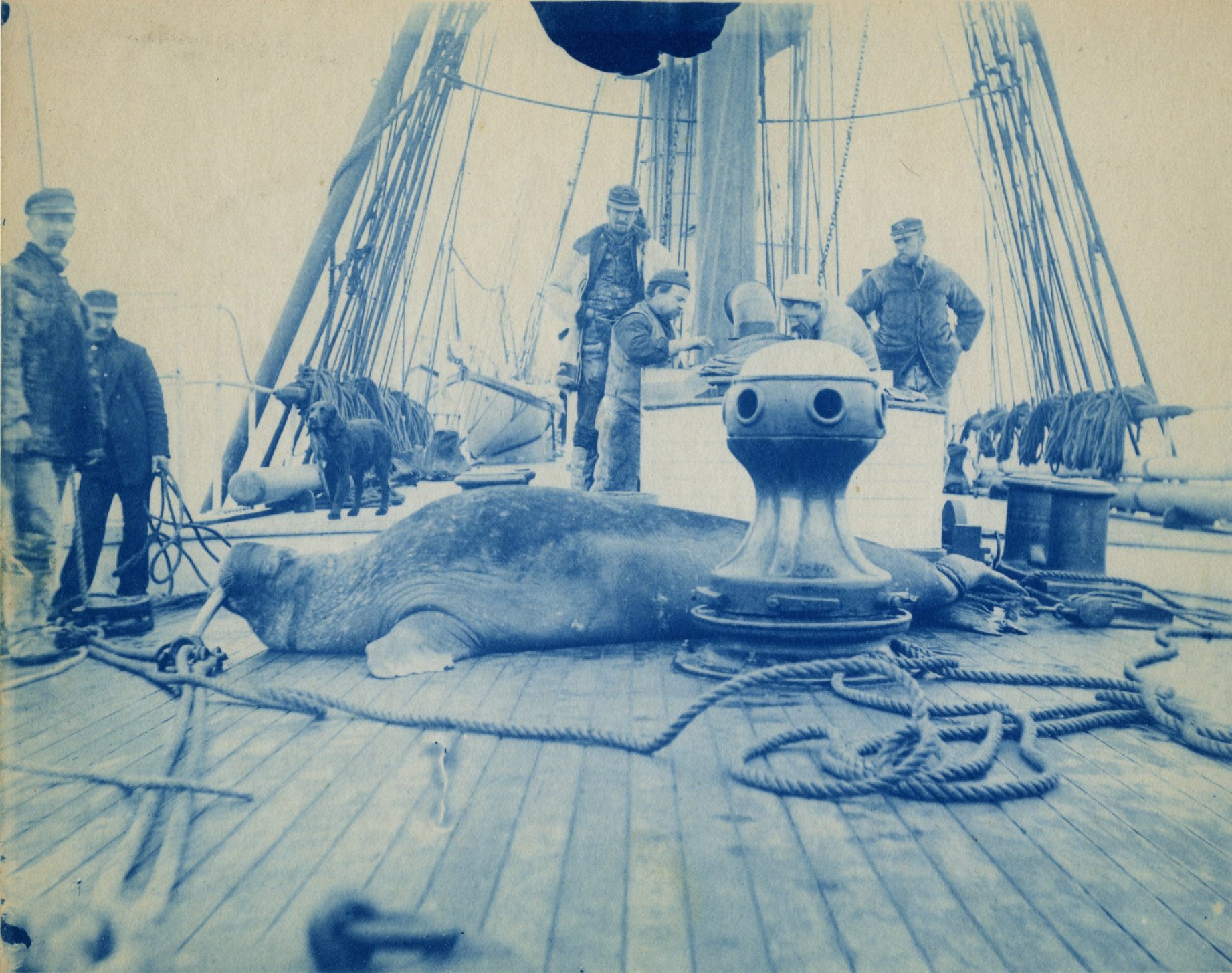 Arctic expedition to Alaska and Siberia on board the U.S. Revenue Cutter "Bear," 1895